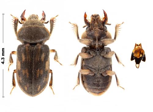 Réf. 308 415 : Heterocerus fenestratus